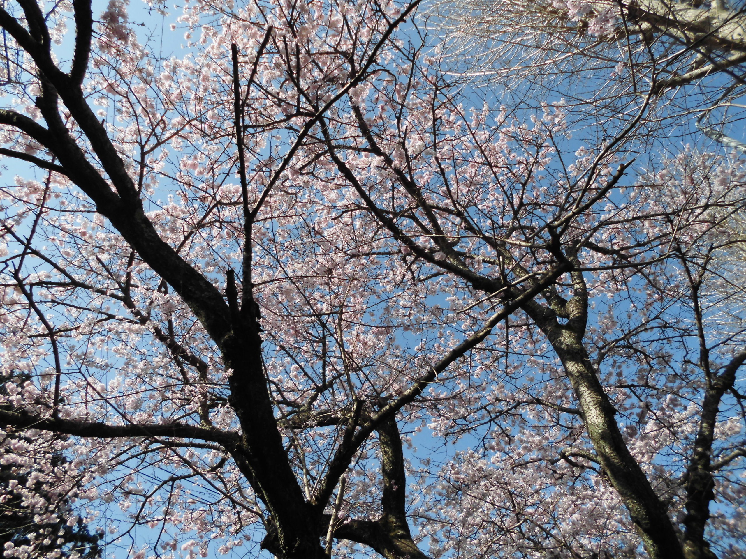 ペットの散骨 駿東郡長泉町